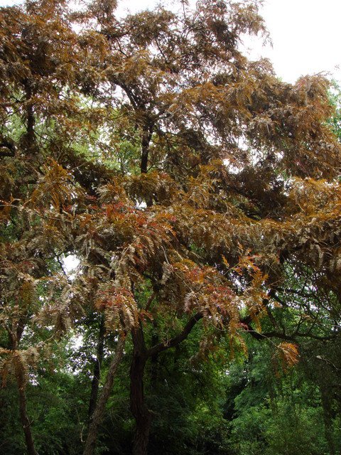 Gleditsia triacanthos 'Ruby Lace'